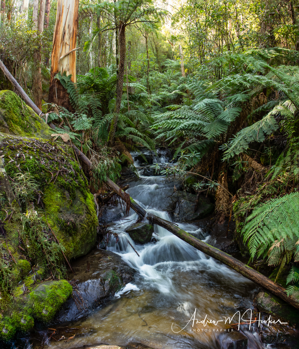 Toorongo Creek
